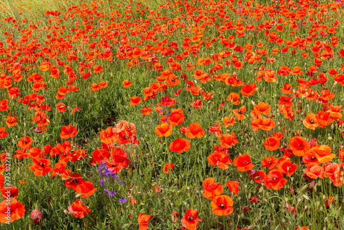 Summer time, poppies bloom in the field, the bright sun illuminates the meadow with poppies