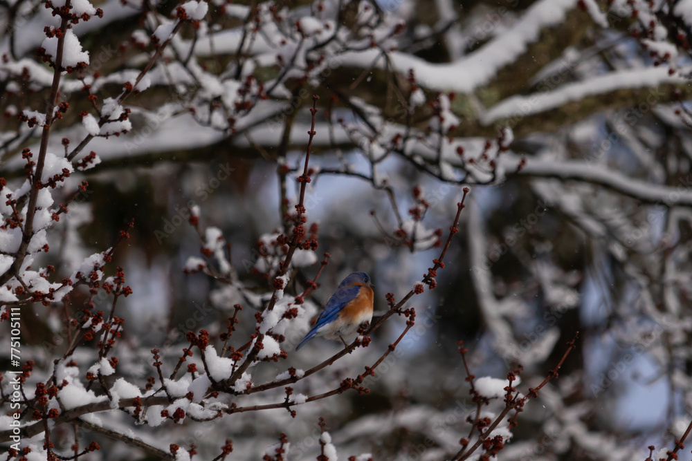 This beautiful bluebird sat perched in the branches of the tree. His bright blue colors standing out from the snow that is clinging to the limbs. The orange rusty belly with a cute little white patch. This beautiful bluebird sat perched in the branches of the tree. His bright blue colors standing out from the snow that is clinging to the limbs. The orange rusty belly with a cute little white patch.