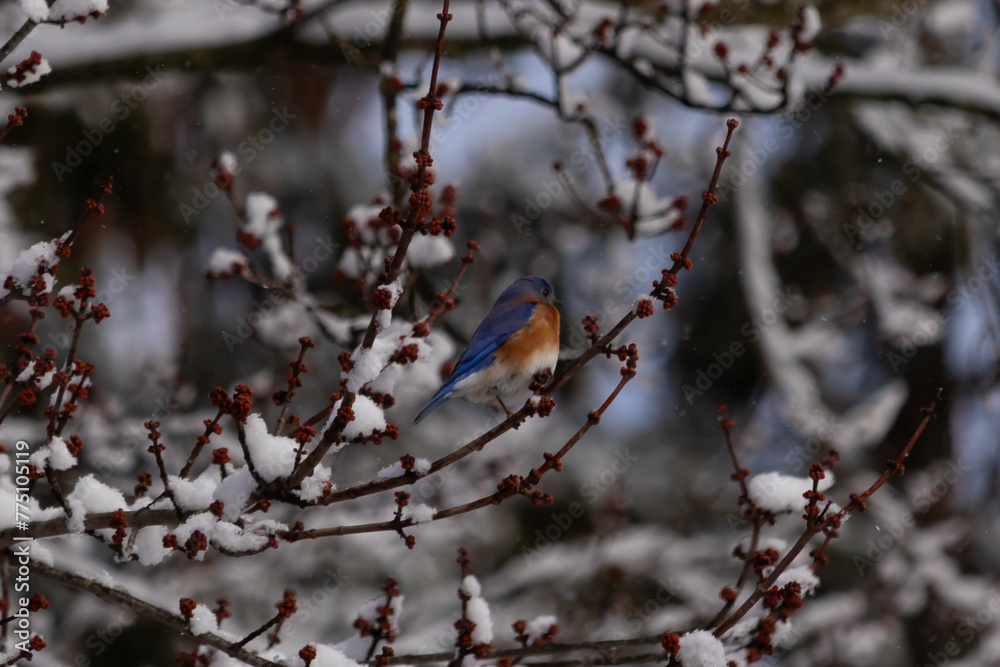 This beautiful bluebird sat perched in the branches of the tree. His bright blue colors standing out from the snow that is clinging to the limbs. The orange rusty belly with a cute little white patch.