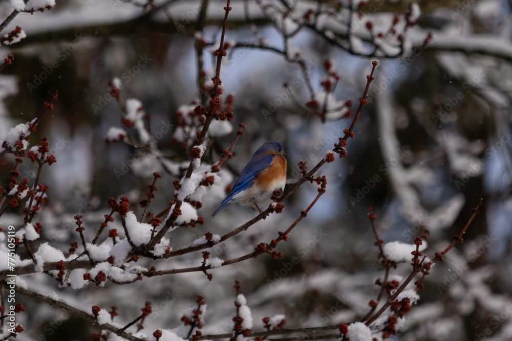 This beautiful bluebird sat perched in the branches of the tree. His bright blue colors standing out from the snow that is clinging to the limbs. The orange rusty belly with a cute little white patch. This beautiful bluebird sat perched in the branches of the tree. His bright blue colors standing out from the snow that is clinging to the limbs. The orange rusty belly with a cute little white patch.