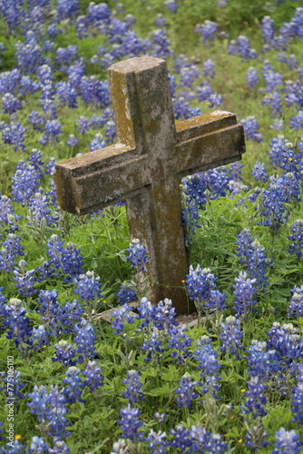 Cementery Bluebonnets