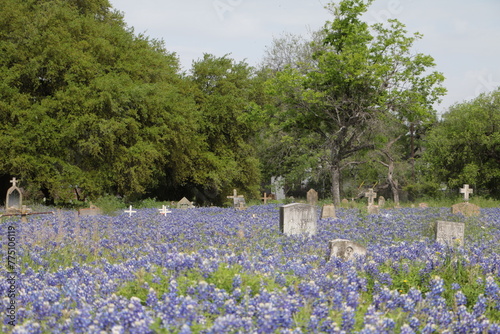 Cementery Bluebonnets