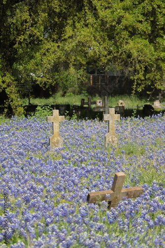 Cementery Bluebonnets