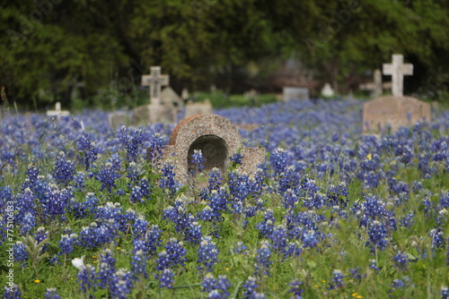 Cementery Bluebonnets