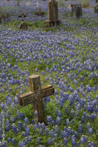 Cementery Bluebonnets