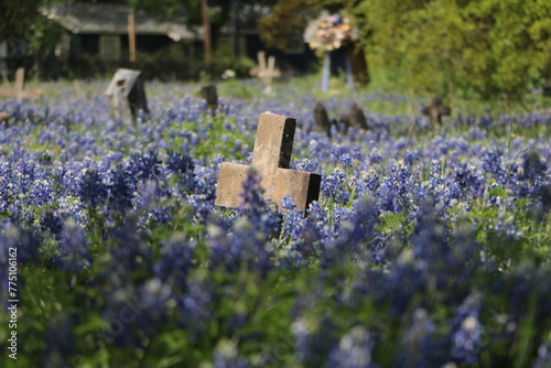 Cementery Bluebonnets