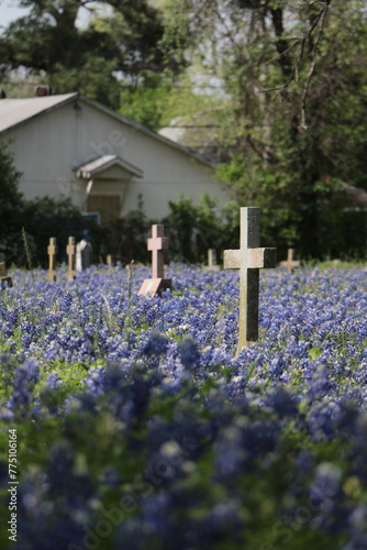 Cementery Bluebonnets