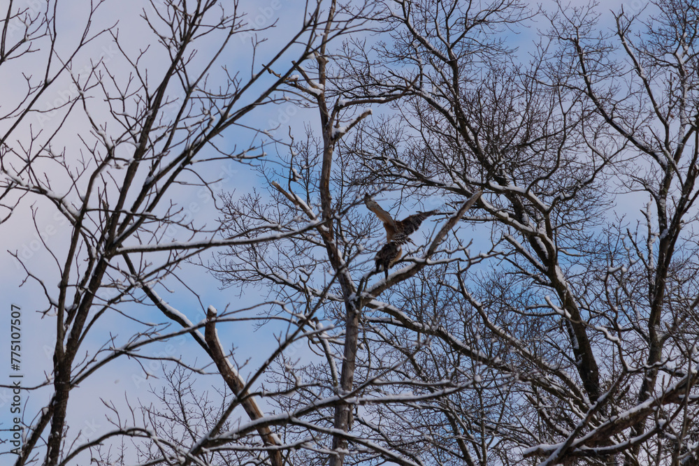 These beautiful red-shouldered hawks were up in the tree together. The one coming over to the other shows it is a male and female. The branches having snow clinging to them. These beautiful red-shouldered hawks were up in the tree together. The one coming over to the other shows it is a male and female. The branches having snow clinging to them.