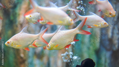 Group of Goldfin or Tin foil barb fish underwater. Animal in nature portrait photo, close-up and selective focus. photo