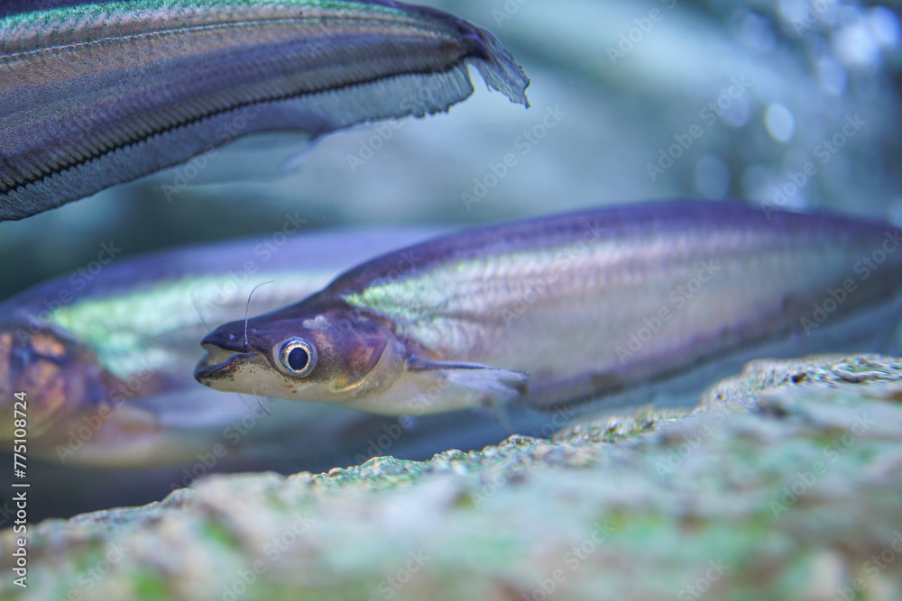Group of Phalacronotus or sheatfish underwater, one of Thai famous local freshwater fish that using for cooking food. Animal in nature photo, close-up and selective focus. Group of Phalacronotus or sheatfish underwater, one of Thai famous local freshwater fish that using for cooking food. Animal in nature photo, close-up and selective focus.