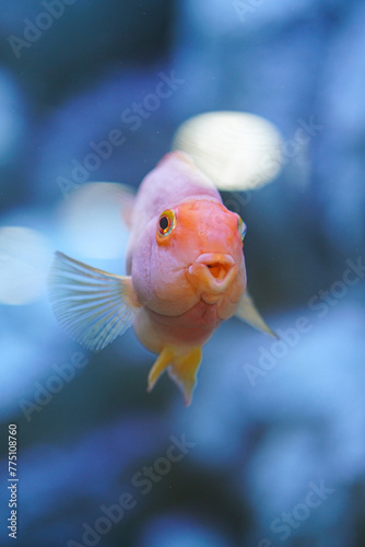 A cute red goldfish in underwater. Animal portrait  photo contained noisy due to low light condition.