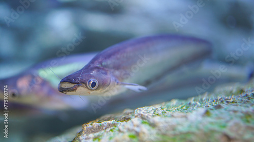 Group of Phalacronotus or sheatfish underwater, one of Thai famous local freshwater fish that using for cooking food. Animal in nature photo, close-up and selective focus.