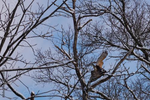 These beautiful red-shouldered hawks were up in the tree together. The one coming over to the other shows it is a male and female. The branches having snow clinging to them.