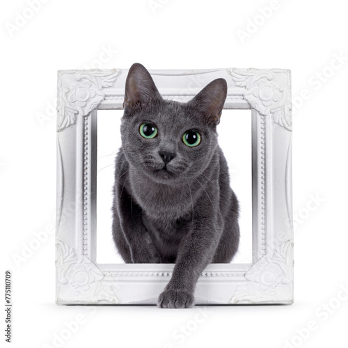 Adult Korat cat, stepping through wjite picture frame. Looking towards camera with intens green eyes. isolated on a white background. photo