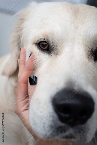 Hand holding gently a golden retriever's head