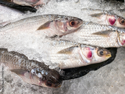 Closeup of the fresh fish on the crushed ice.