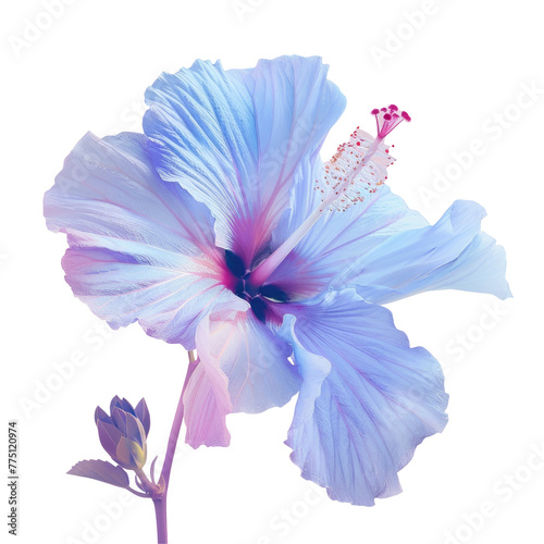 Blue flower with pink petals on Transparent Background © TheWaterMeloonProjec