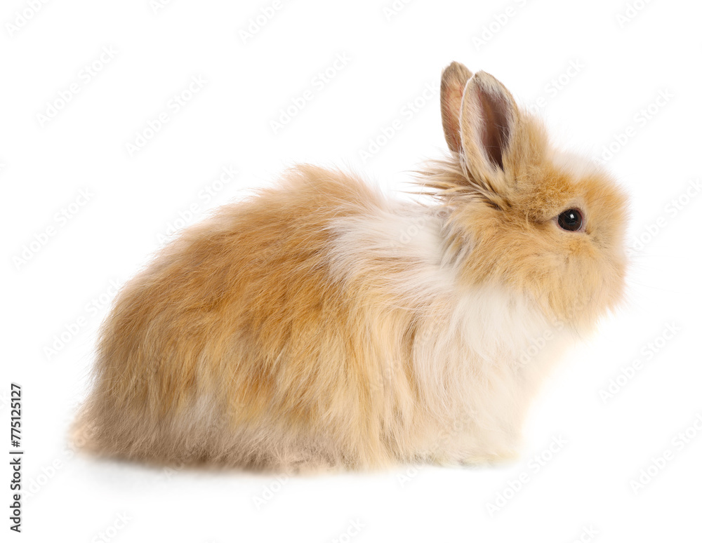 Cute little rabbit on white background. Adorable pet