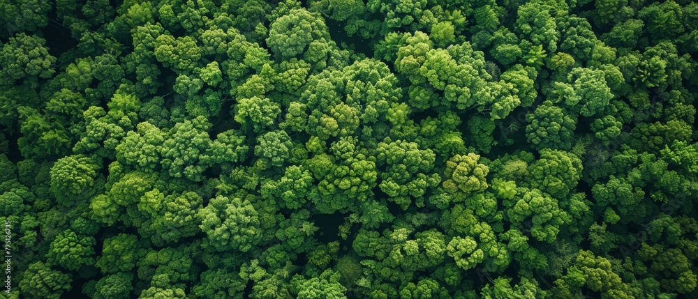 A high-altitude view of a lush forest, offering a uniform green texture for a natural summer backdrop with copy space