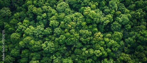 A high-altitude view of a lush forest, offering a uniform green texture for a natural summer backdrop with copy space © Shutter2U