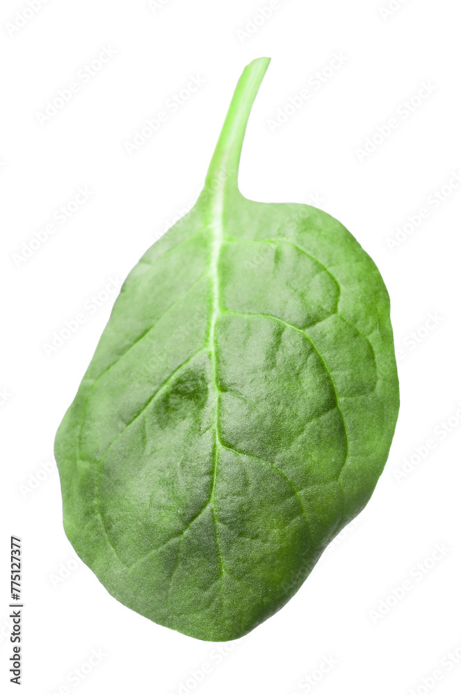 Fototapeta premium One fresh spinach leaf isolated on white