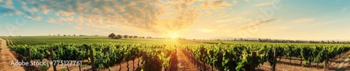 A sunlit vineyard row with a clear sky, offering a tidy and expansive setting for summer-themed projects with text space