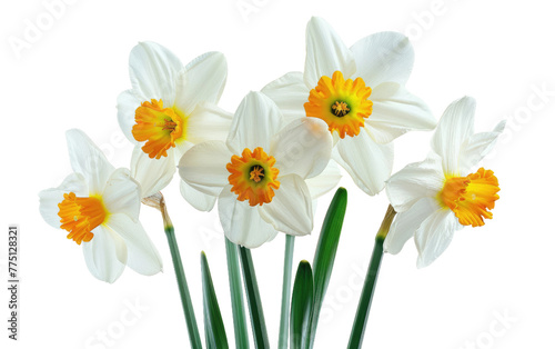 Snowdrop Splendor: The Elegance of White Daffodils isolated on transparent Background