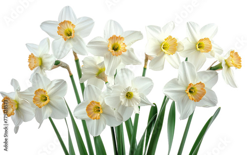 Frosty Florals: White Daffodils in Focus isolated on transparent Background