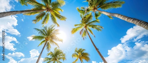 Palm Trees with a Blue Sky Background