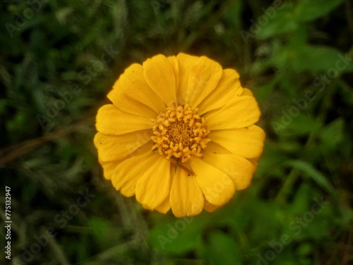 yellow flower