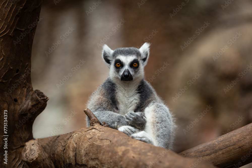 Fototapeta premium Ring-tailed lemur (lemur catta).