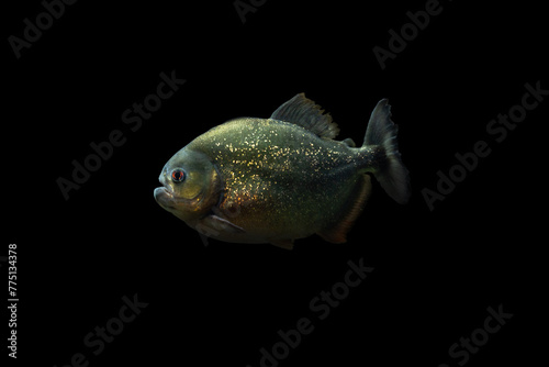 Red-bellied piranha (Pygocentrus nattereri) or Red piranha isolated on black background.