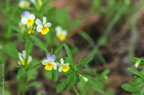 Small multicolored flowers on a background of green grass in the field.