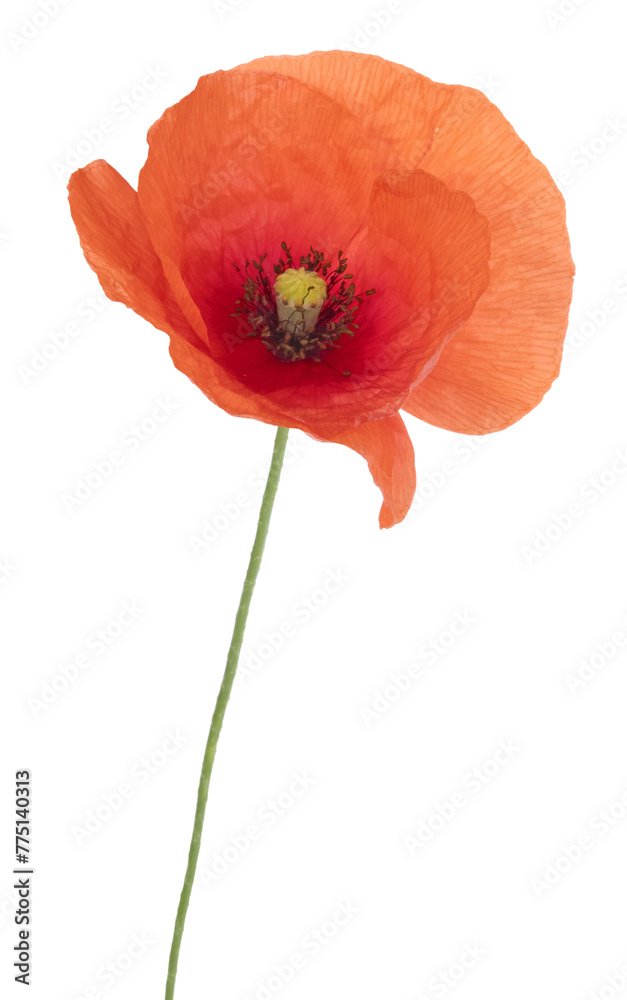 Fleur de Coquelicot	