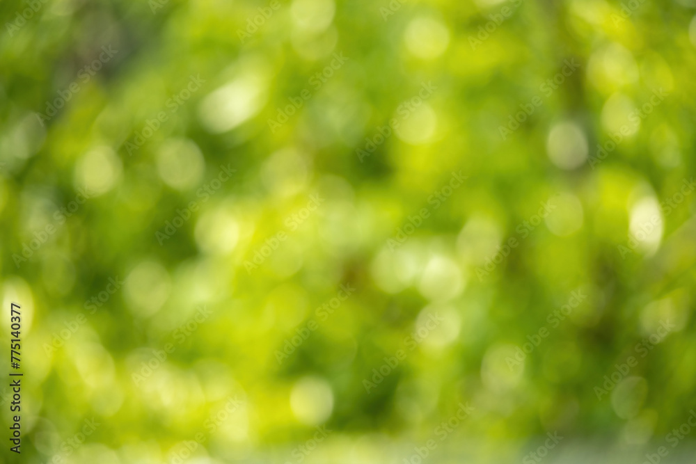 Nature green leaves bokeh on a sunny day. Abstract background