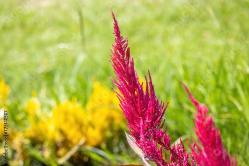 Close-up of beautiful cockscomb (Celosia cristata) flower in the garden with a blurred background. photo