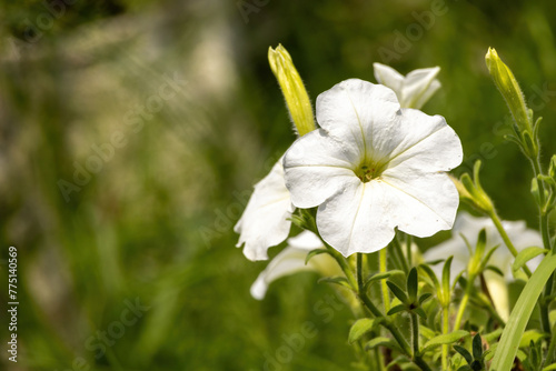 White Petunia axillaris flower blooming in the garden with blurred background. Petunias are flowers that come in many colors, including white, pink, red, violet, and mixed colors. photo