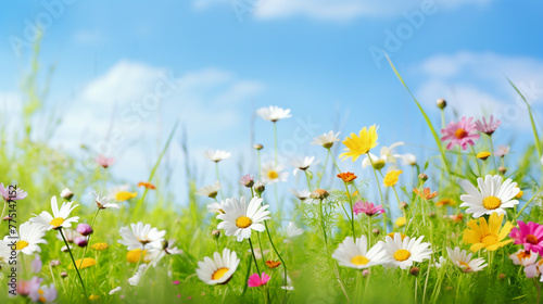 Summer background with grass and flowers