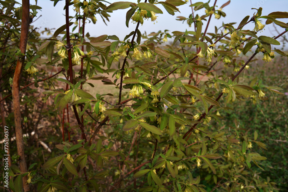 haskap berry flowers in the spring haskap berry flowers in the spring