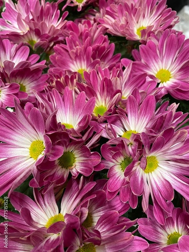 blooming daisy plants