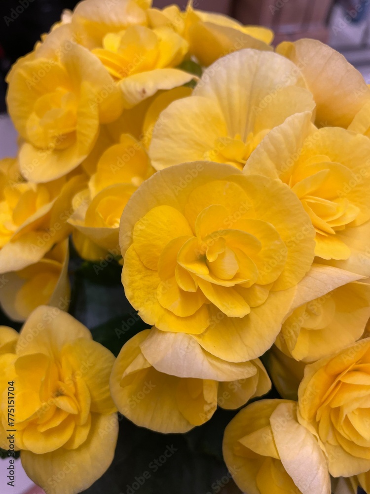 blooming flowering begonia