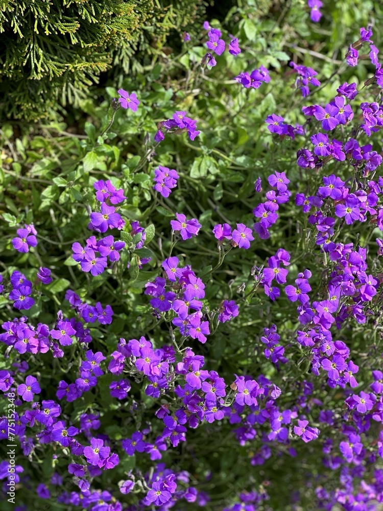 Naklejka premium flowers in the garden