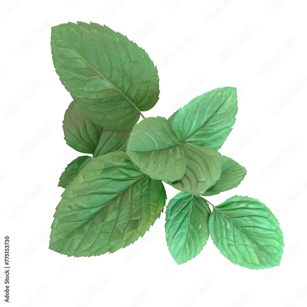 A close up of a green leaf with a Transparent Background A close up of a green leaf with a Transparent Background