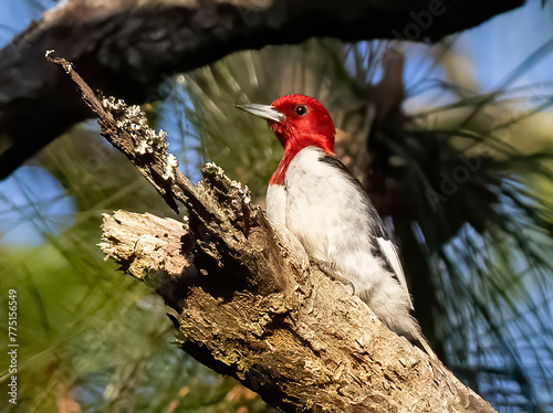 Red-headed Woodpecker in Tree © Daniel