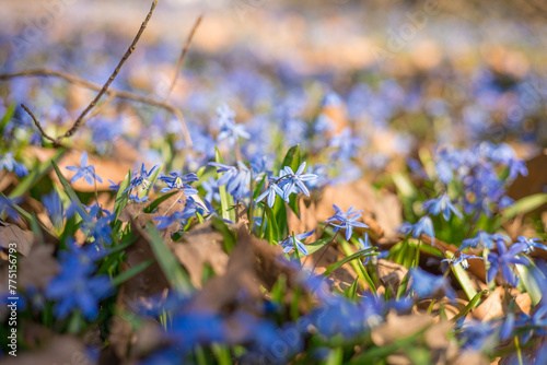 Close up bluebell flowers growing in the wood