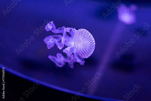 Jellyfish in bright fluorescent colors with a dark background