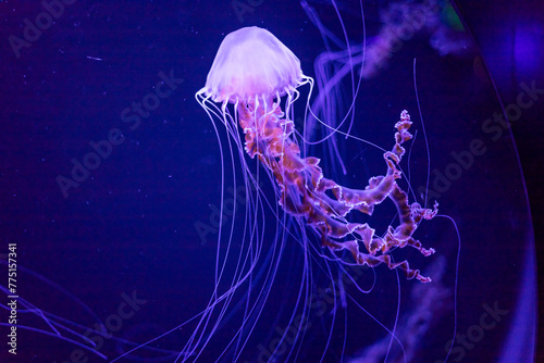 Jellyfish in bright fluorescent colors with a dark background