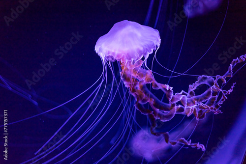 Jellyfish in bright fluorescent colors with a dark background