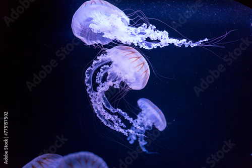 A group of Jellyfish swimming in the water