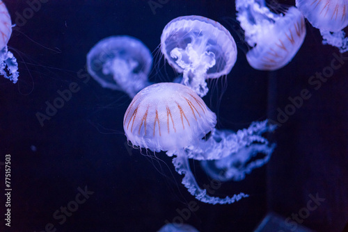 A group of Jellyfish swimming in the water